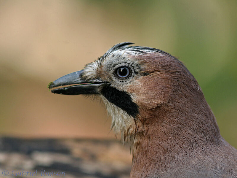 Eurasian Jay