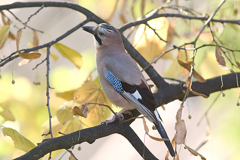 Eurasian Jay