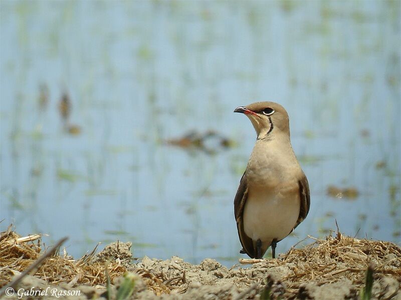 Collared Pratincole