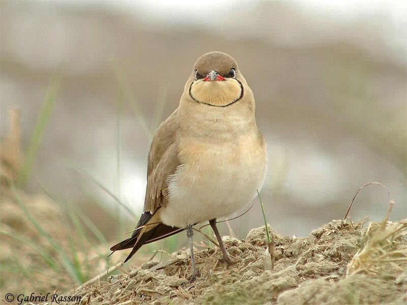 Collared Pratincole