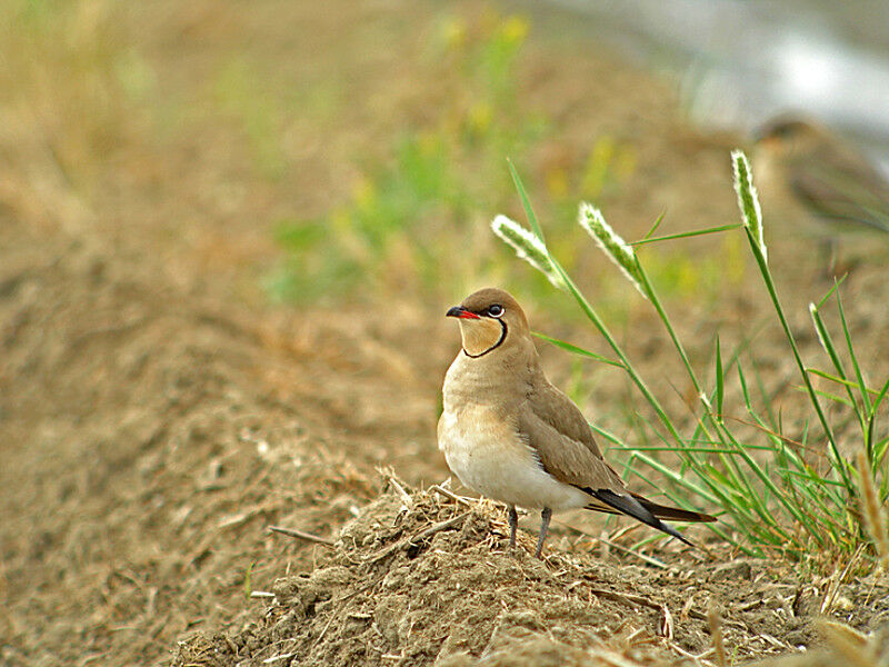 Collared Pratincole