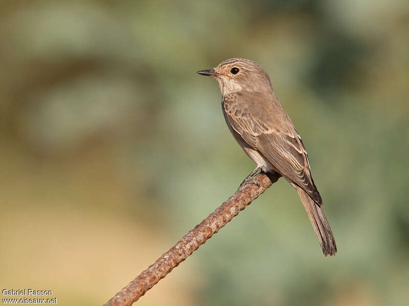 Spotted FlycatcherFirst year, identification