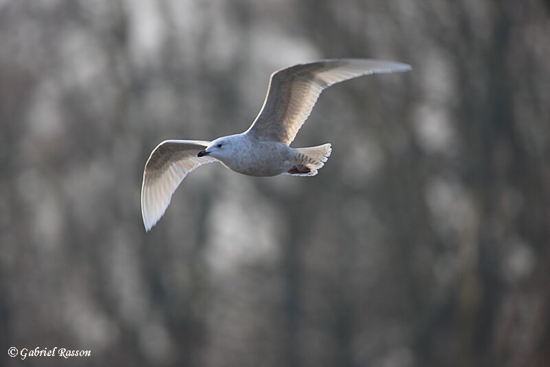 Goéland à ailes blanches