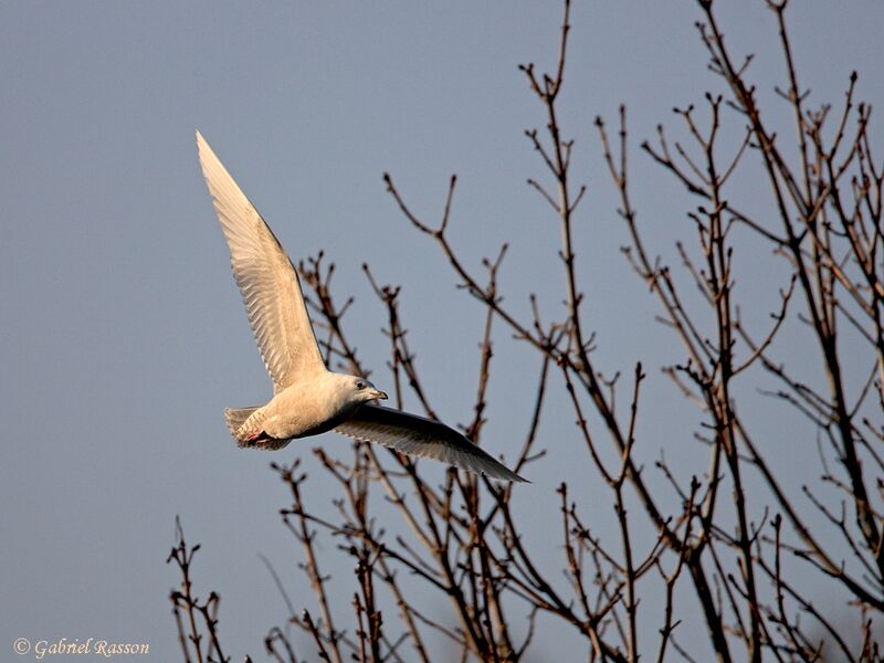 Goéland à ailes blanches