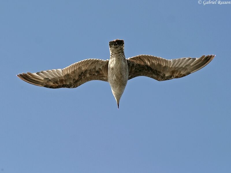 European Herring Gull