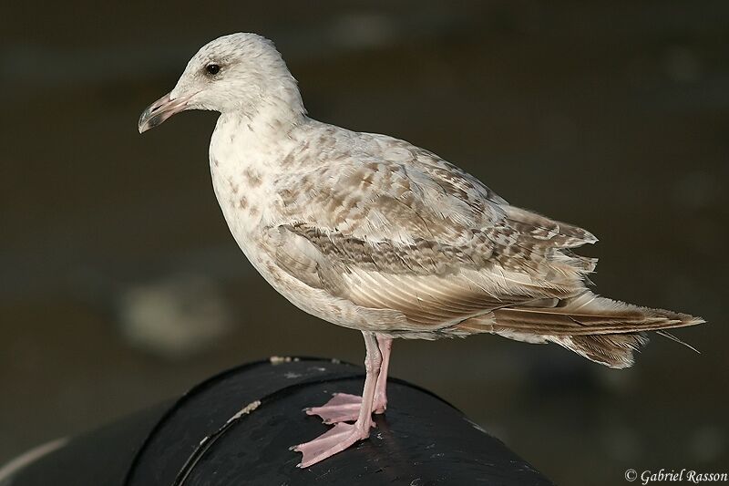 Goéland argenté