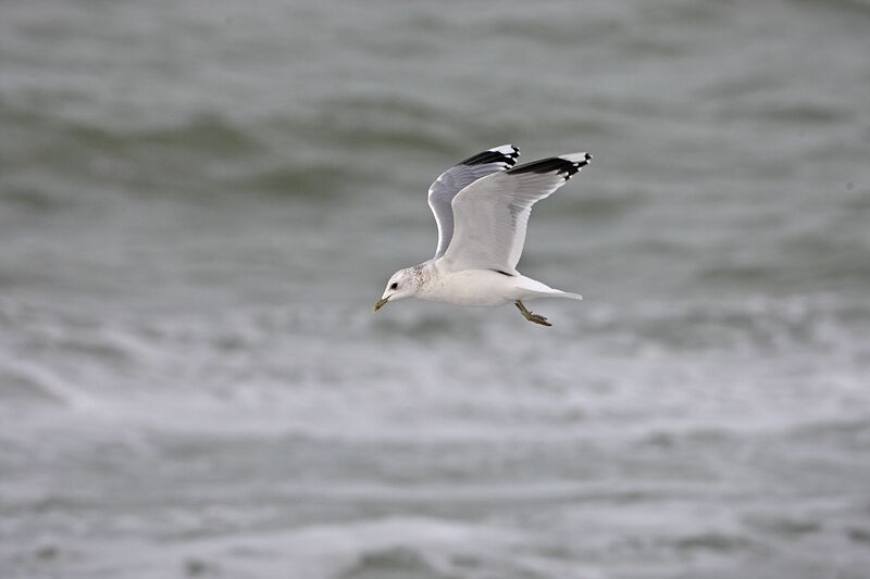 Common Gull