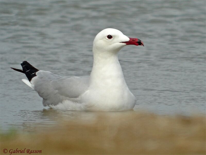 Audouin's Gull