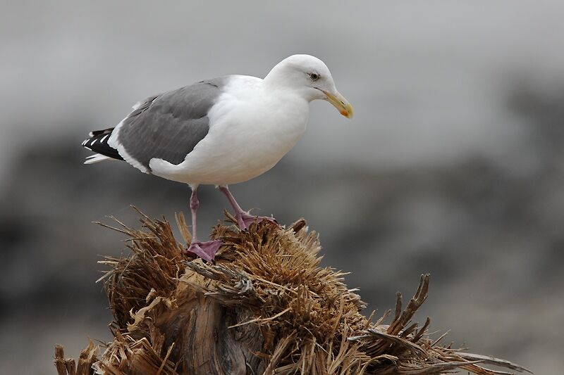 Goéland d'Audubon