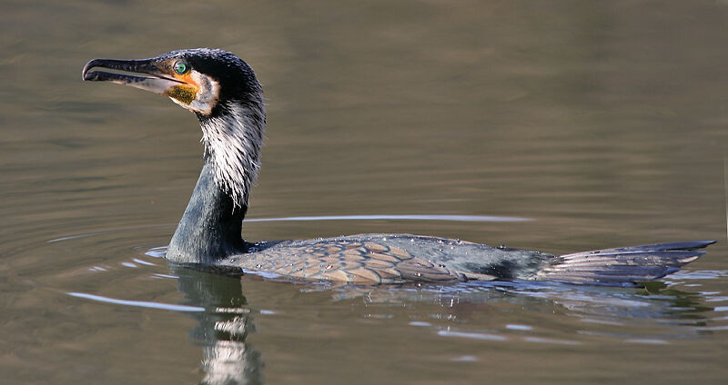 Great Cormorant