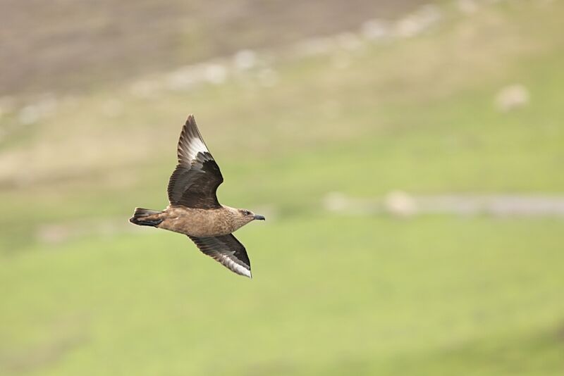 Great Skua