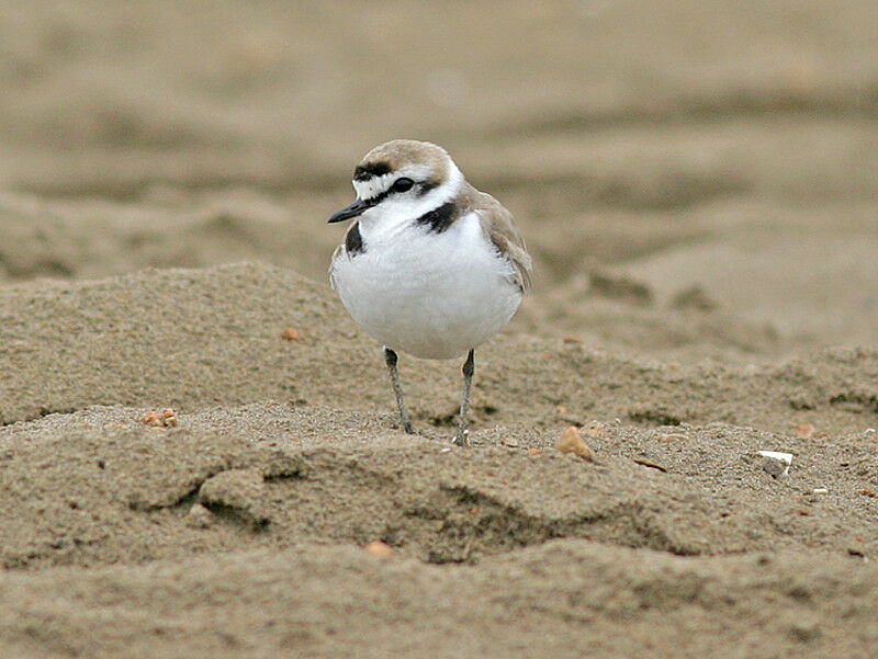 Gravelot à collier interrompu