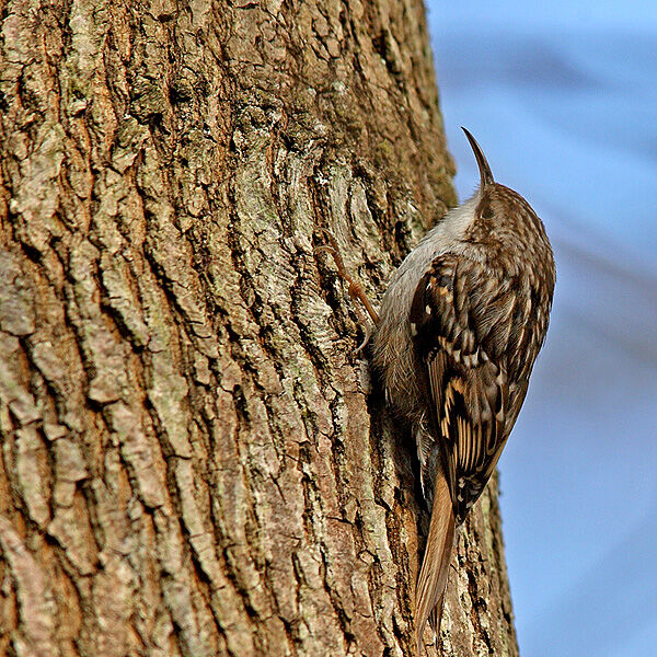 Short-toed Treecreeper