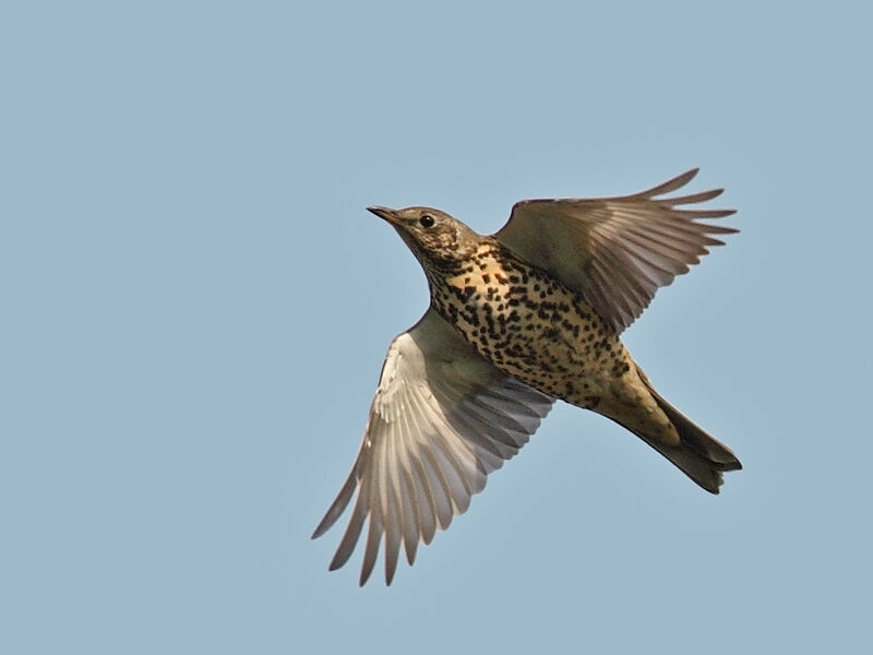 Mistle Thrush