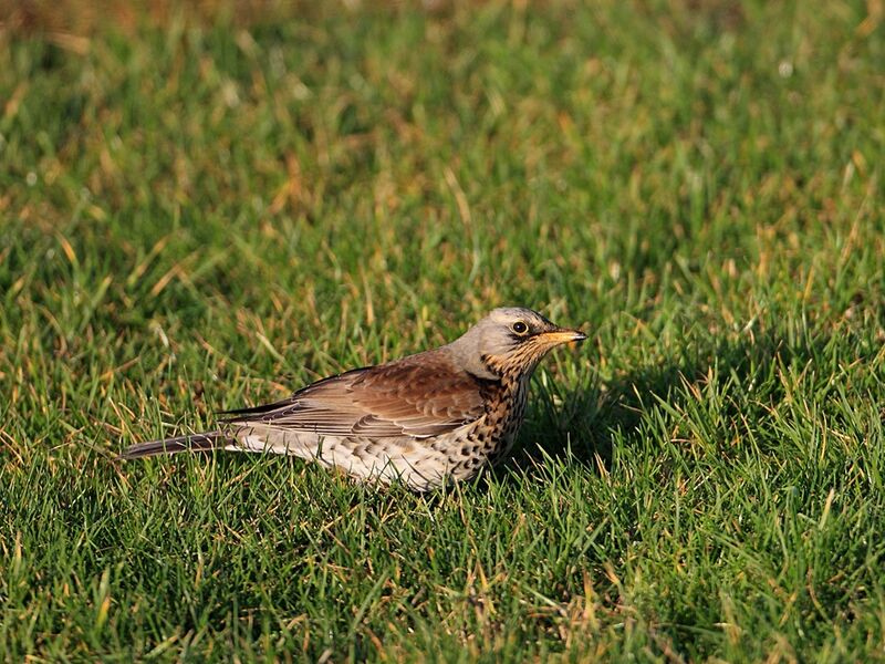 Fieldfare