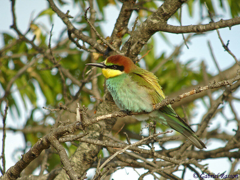 European Bee-eater