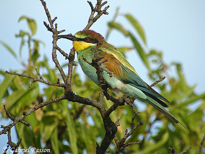 European Bee-eater