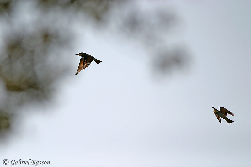 European Bee-eater