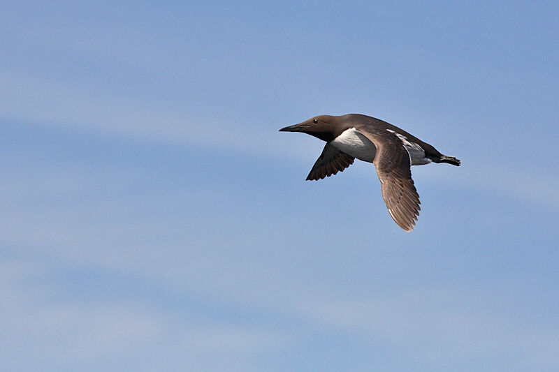 Guillemot de Troïl