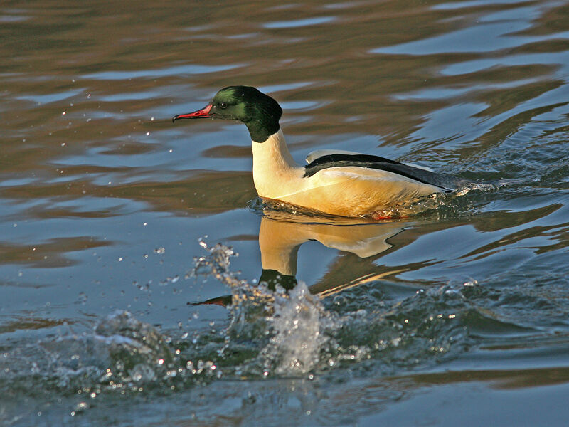 Common Merganser