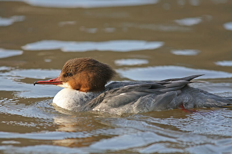 Common Merganser