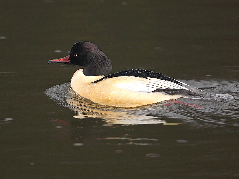 Common Merganser