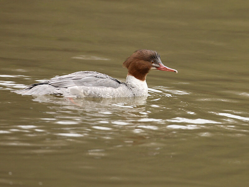 Common Merganser