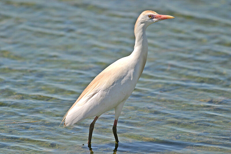 Western Cattle Egret