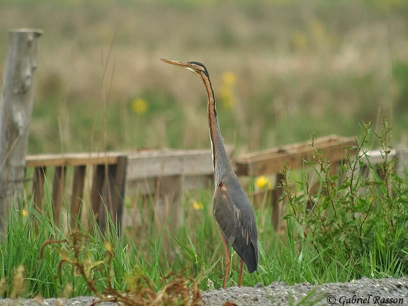 Purple Heron