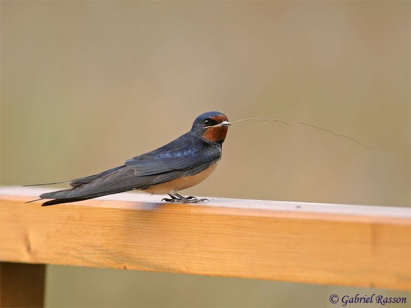 Barn Swallow