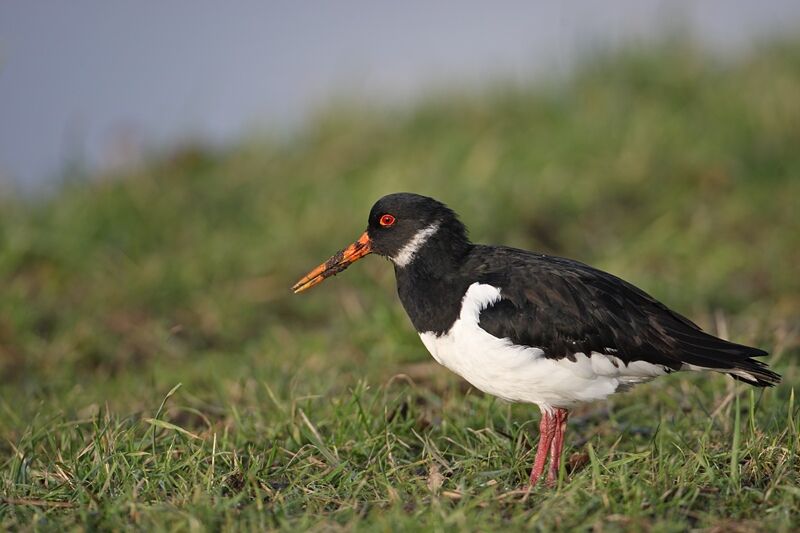 Eurasian Oystercatcher