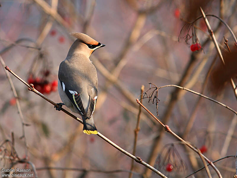 Bohemian Waxwing