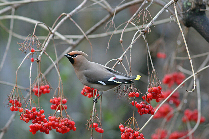 Bohemian Waxwing