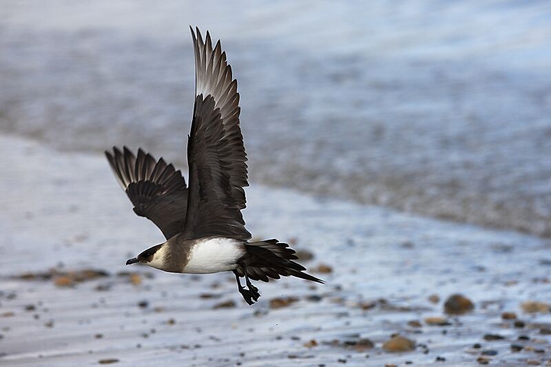 Parasitic Jaeger