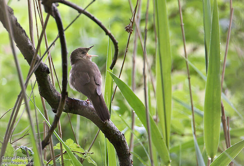 River Warbler, identification