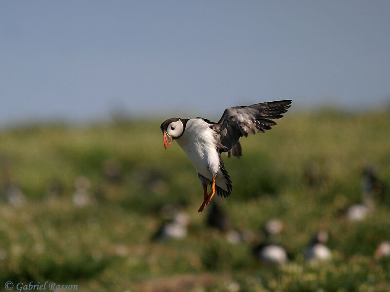 Atlantic Puffin