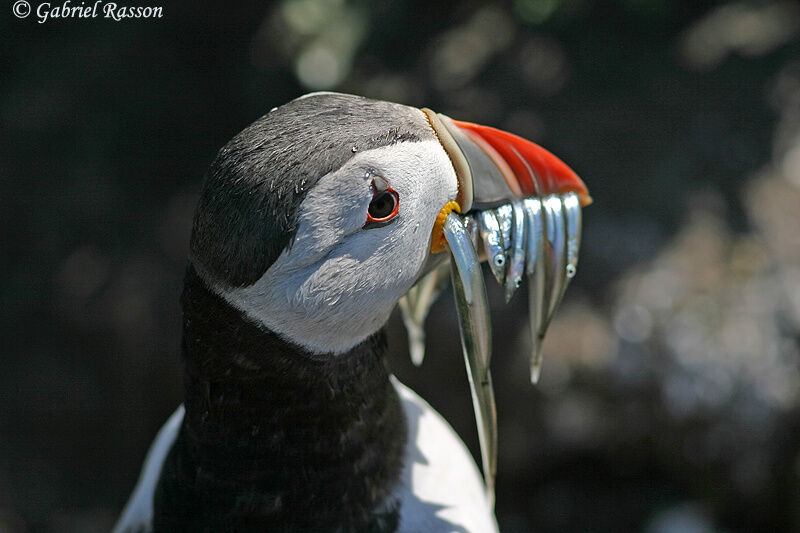 Atlantic Puffin