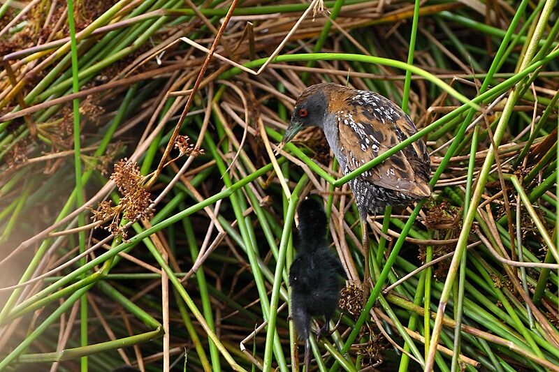 Baillon's Crake