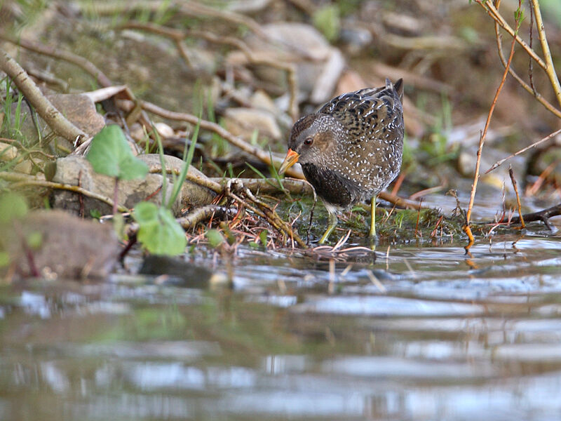 Spotted Crake