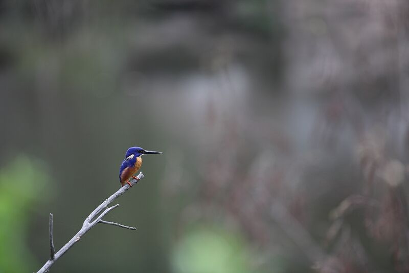 Azure Kingfisher