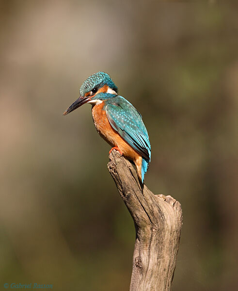 Common Kingfisher