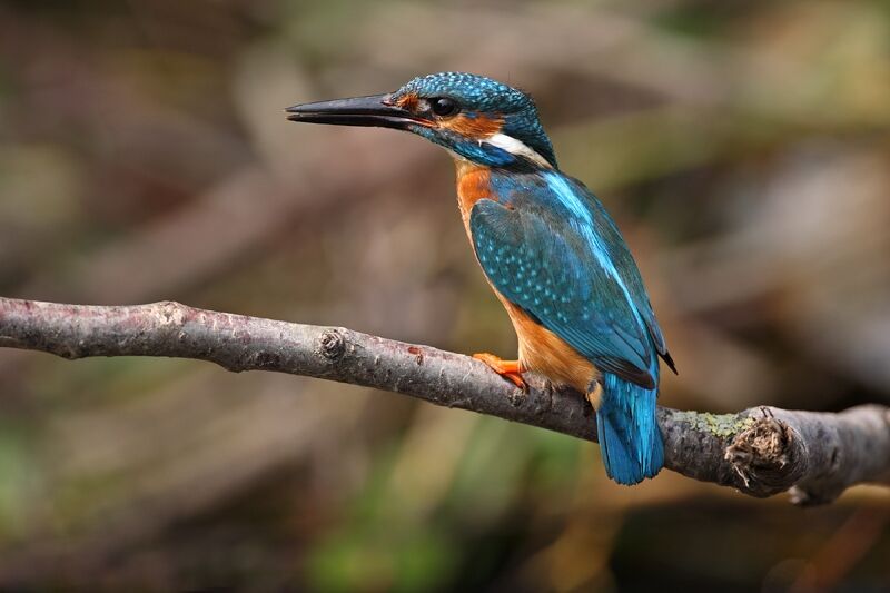 Common Kingfisher