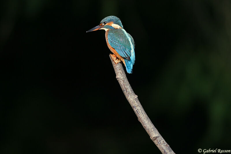 Common Kingfisher