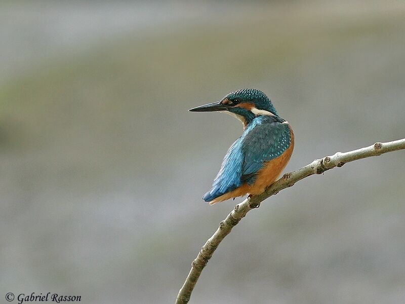 Common Kingfisher