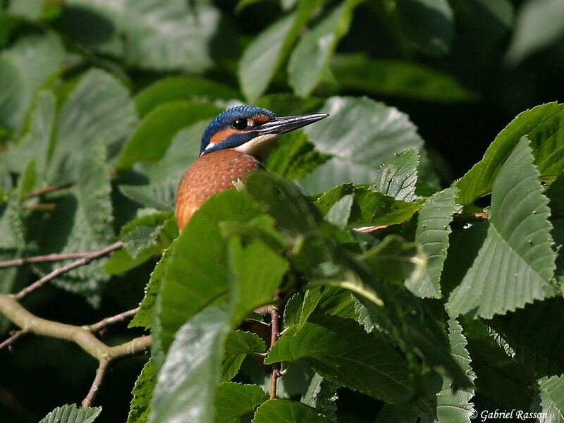 Common Kingfisher