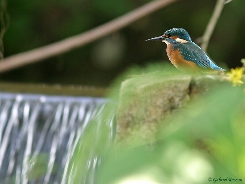 Common Kingfisher