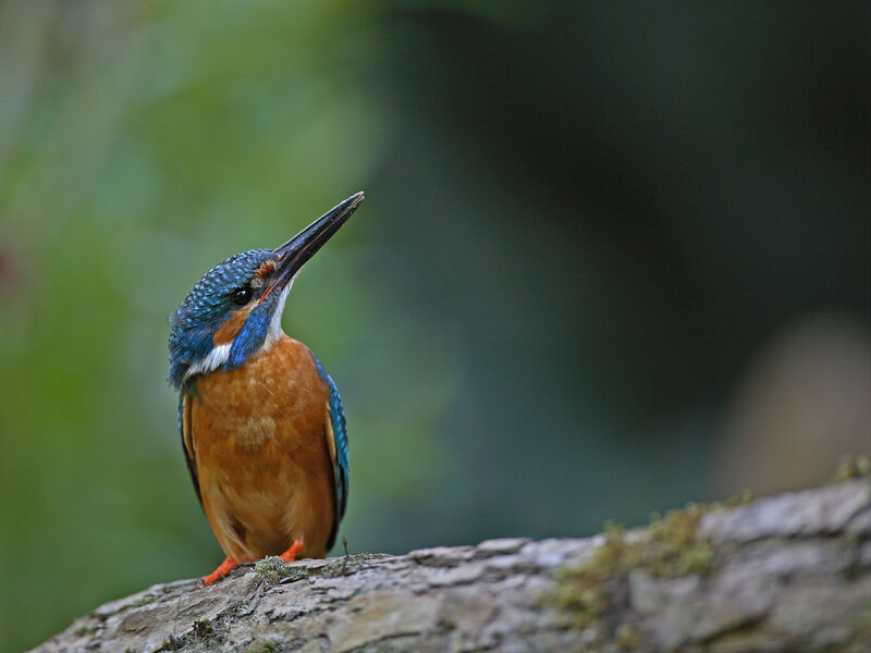 Common Kingfisher