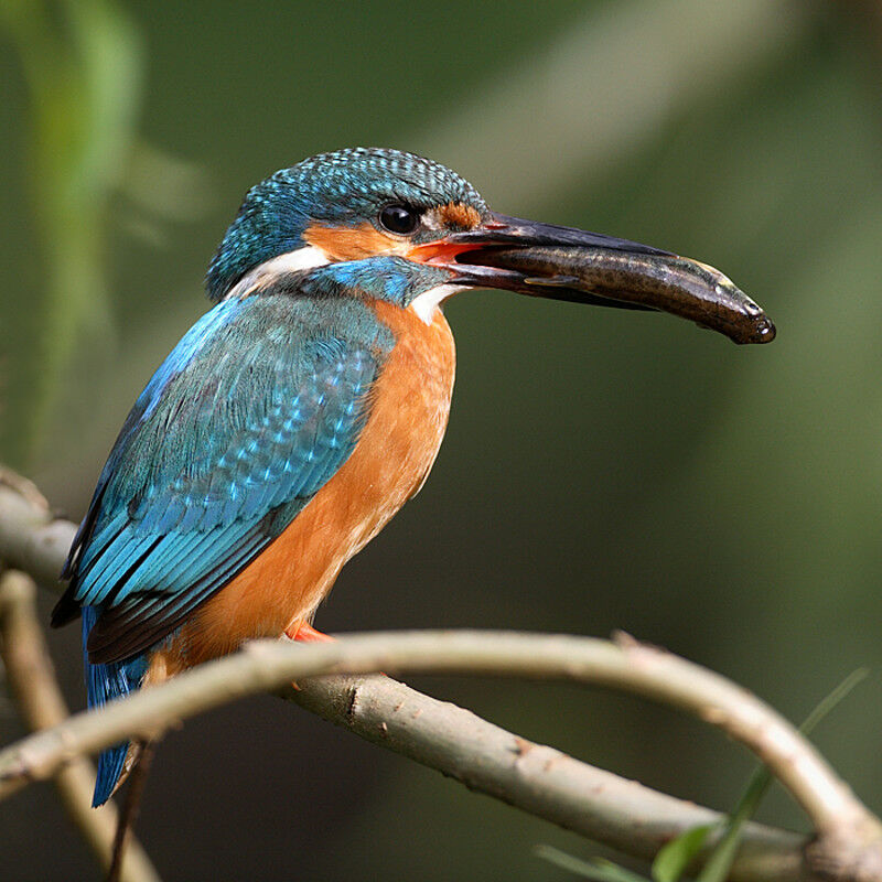 Common Kingfisher