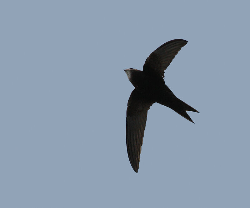 Common Swift