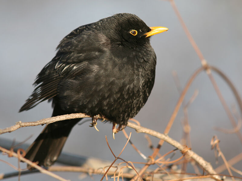 Common Blackbird